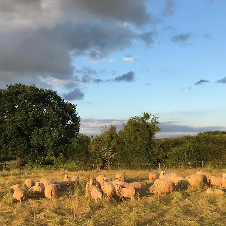 Sternehaeuschen Bei Den Heidschnucken! * Mechernich