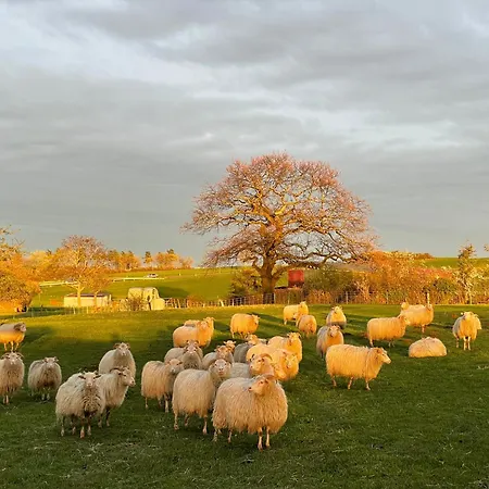 Sternehuette Bei Den Heidschnucken! *