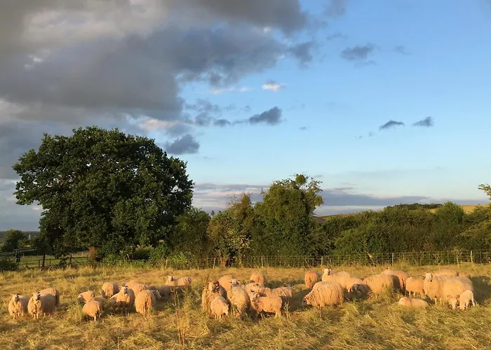 Sternehuette Bei Den Heidschnucken! * מכרניך