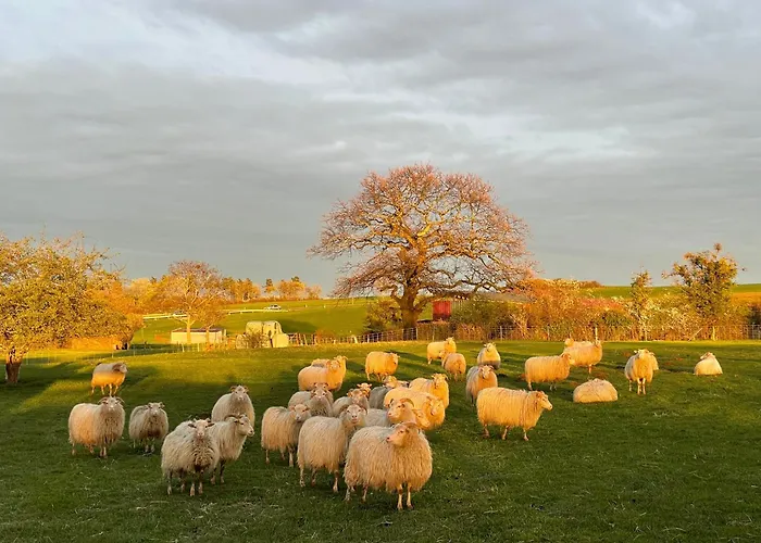 Sternehuette Bei Den Heidschnucken! *